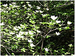 dogwoods blooming.